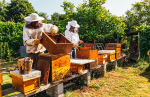 RAIN RFID mở ra cánh cửa phát triển cho thế giới ong mật